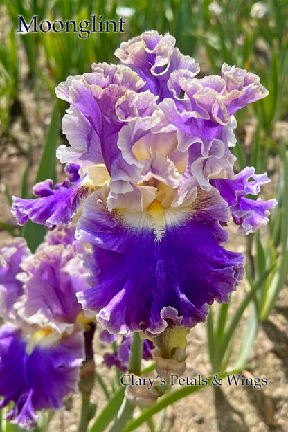 Moonglint - 2020 Tall Bearded Iris