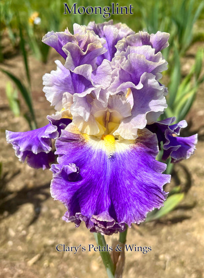 Moonglint - 2020 Tall Bearded Iris