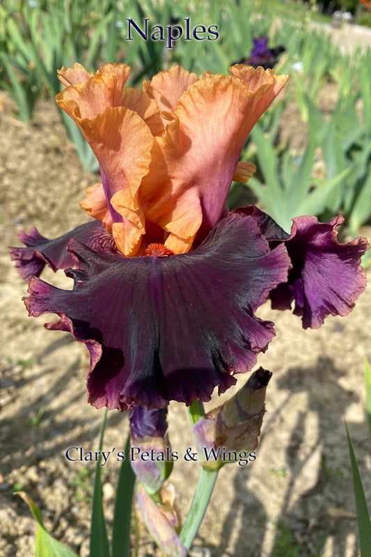 NAPLES - 2000 Tall Bearded Iris - long bloom time