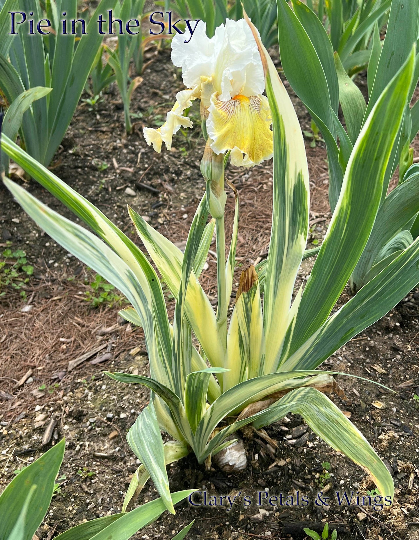 Pie in the Sky - Variegated foliage - 2021 Tall Bearded Iris