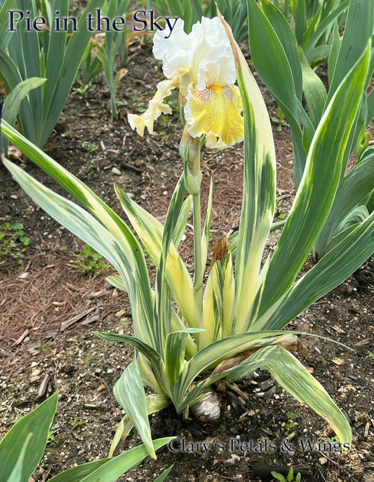 Pie in the Sky - Variegated foliage - 2021 Tall Bearded Iris