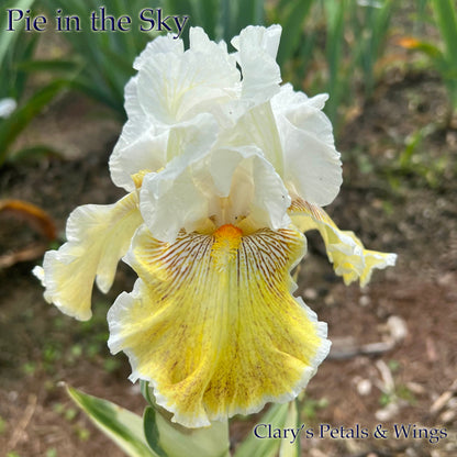 Pie in the Sky - Variegated foliage - 2021 Tall Bearded Iris