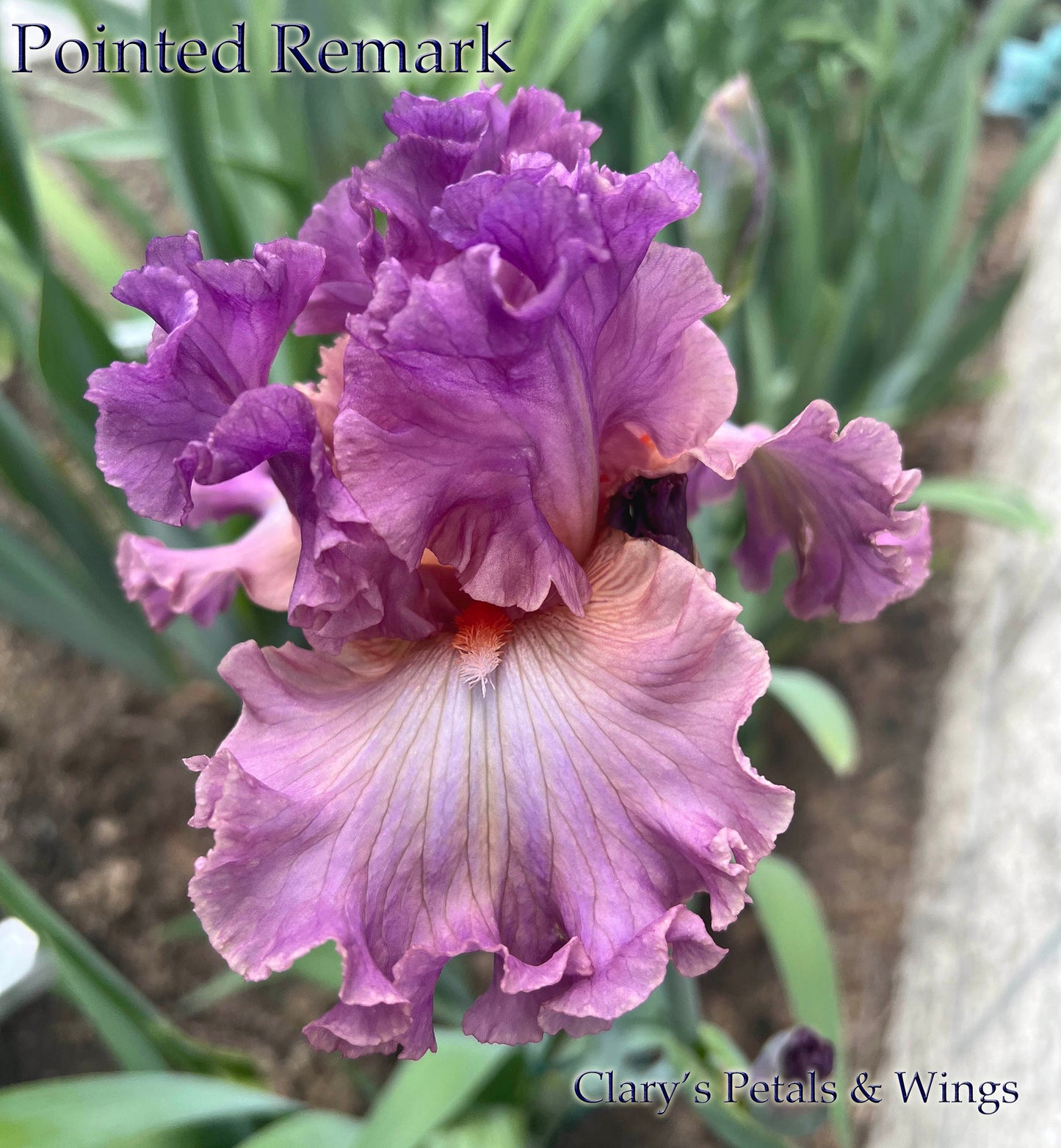 POINTED REMARK - 2021 Tall Bearded Iris - Space Age & Fragrant