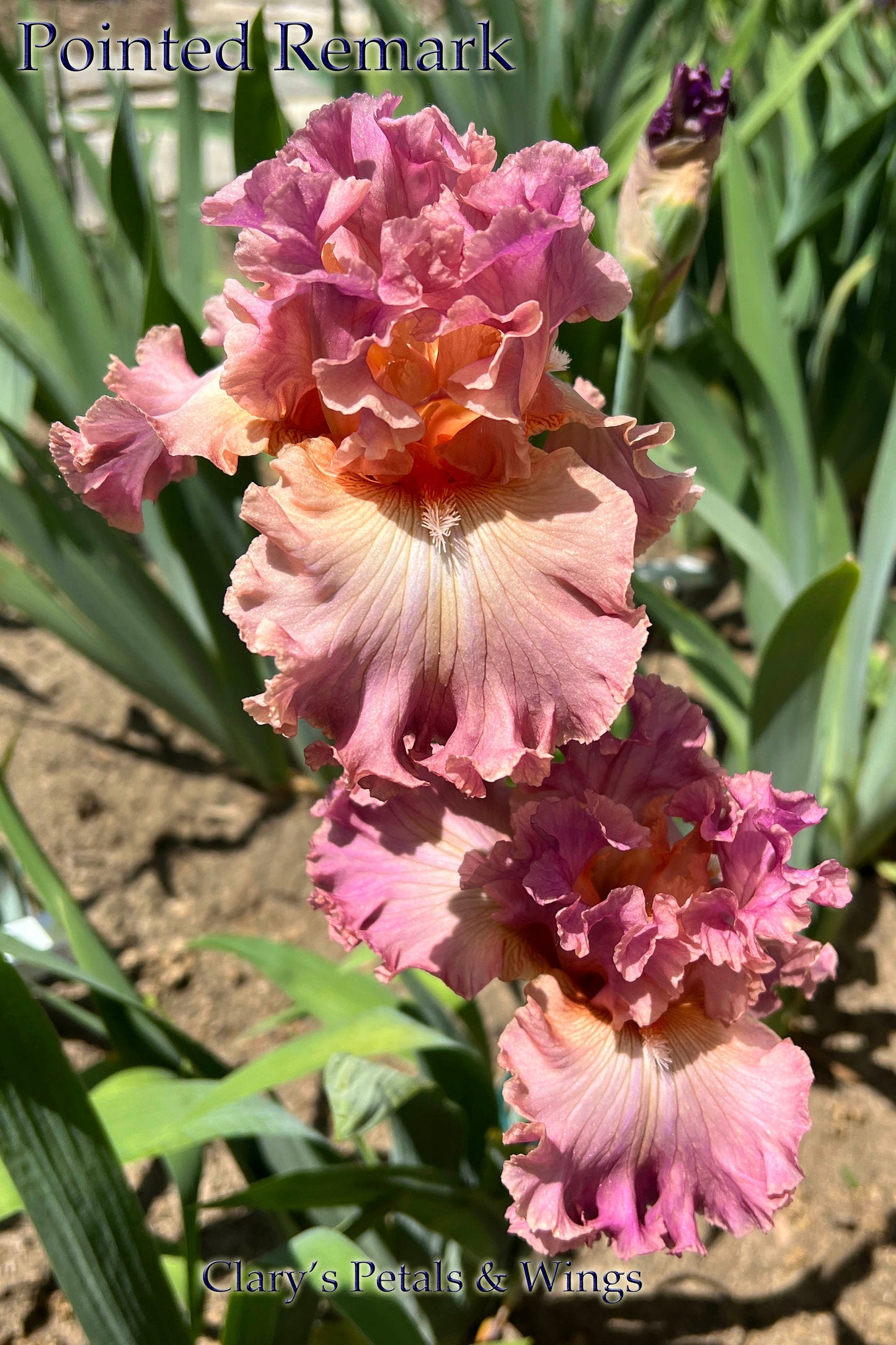 POINTED REMARK - 2021 Tall Bearded Iris - Space Age & Fragrant