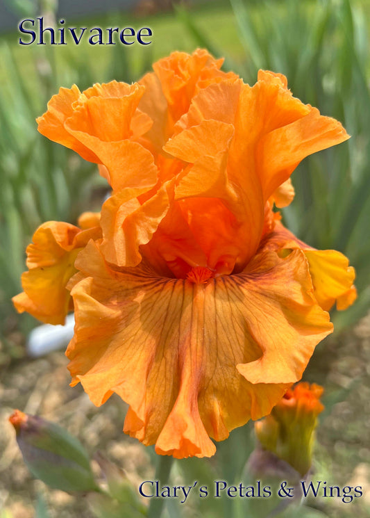 SHIVAREE - 2015  Tall Bearded Iris