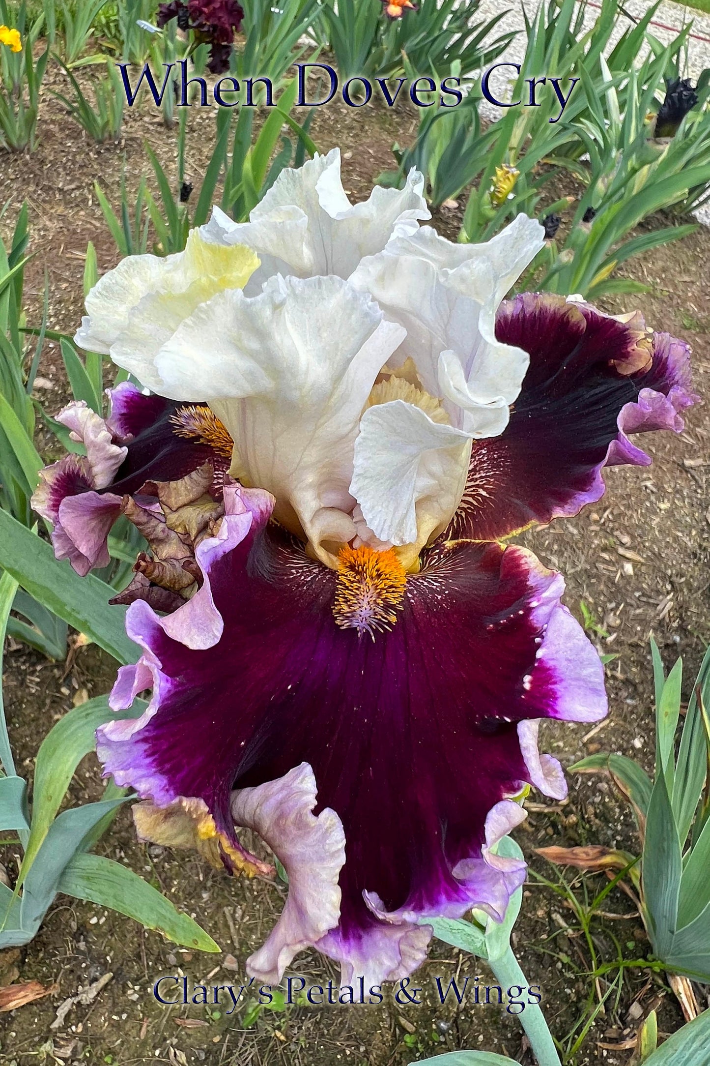 WHEN DOVES CRY - 2018 Tall Bearded Iris - Garden Standout!