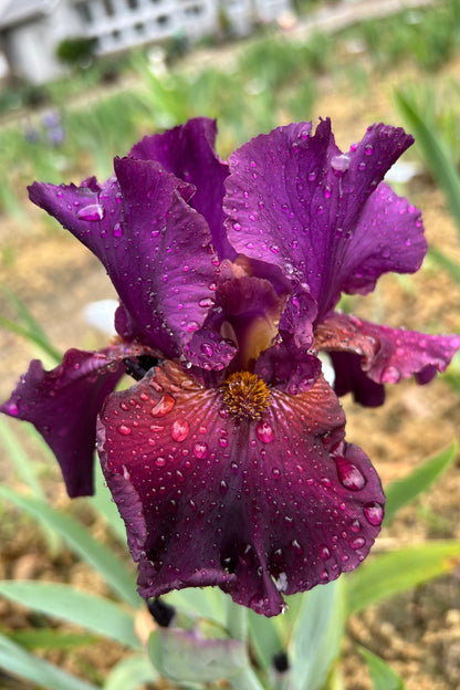 REPETITION - 2013  Reblooming Tall Bearded Iris