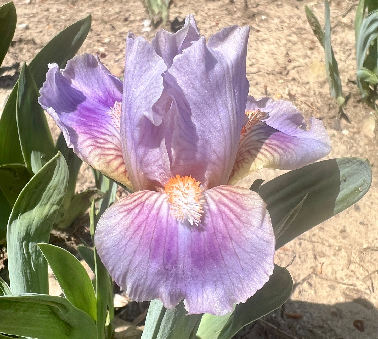 CIRCUS CLOWN - Standard Dwarf Bearded Iris