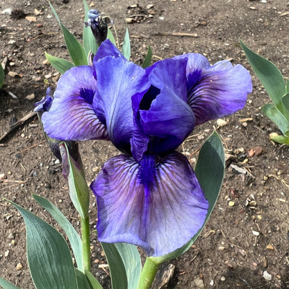 MUPPETS SISTER - Standard Dwarf Bearded Iris