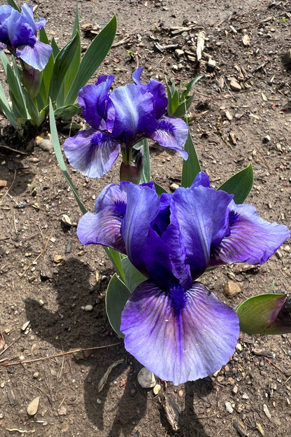 MUPPETS SISTER - Standard Dwarf Bearded Iris