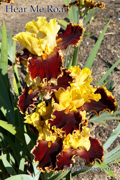 HEAR ME ROAR - 2019  Tall Bearded Iris