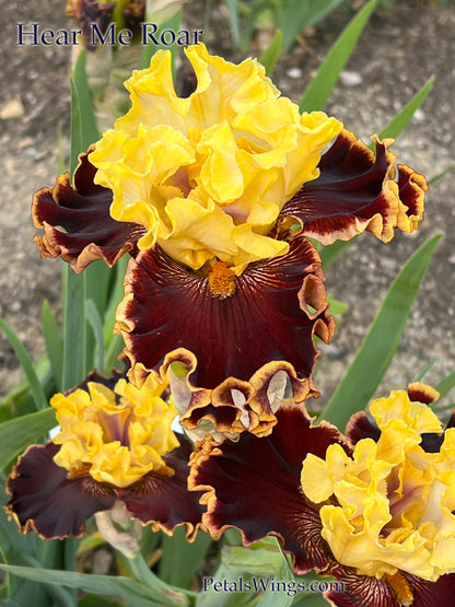 HEAR ME ROAR - 2019  Tall Bearded Iris