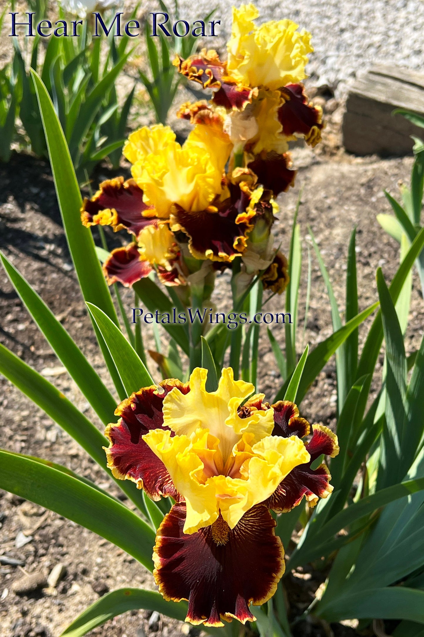 HEAR ME ROAR - 2019  Tall Bearded Iris