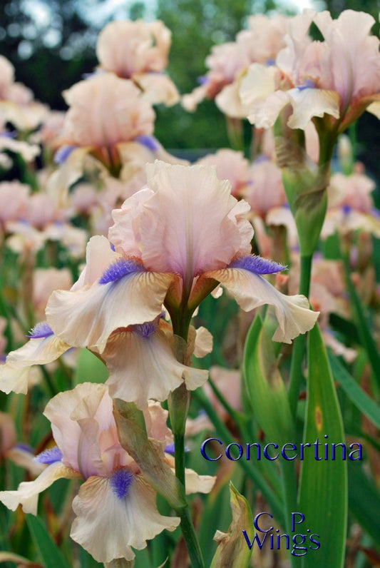 Concertina  Intermediate Bearded Iris  **Re-blooming**