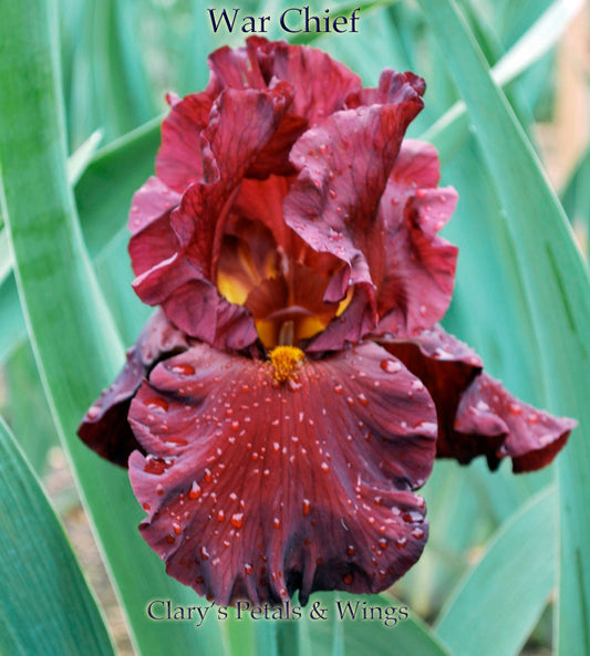 WAR CHIEF - 1992 - TB