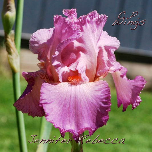 JENNIFER REBECCA-1985 TB- Reblooming