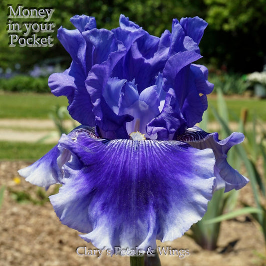 MONEY IN YOUR POCKET 2007 TB