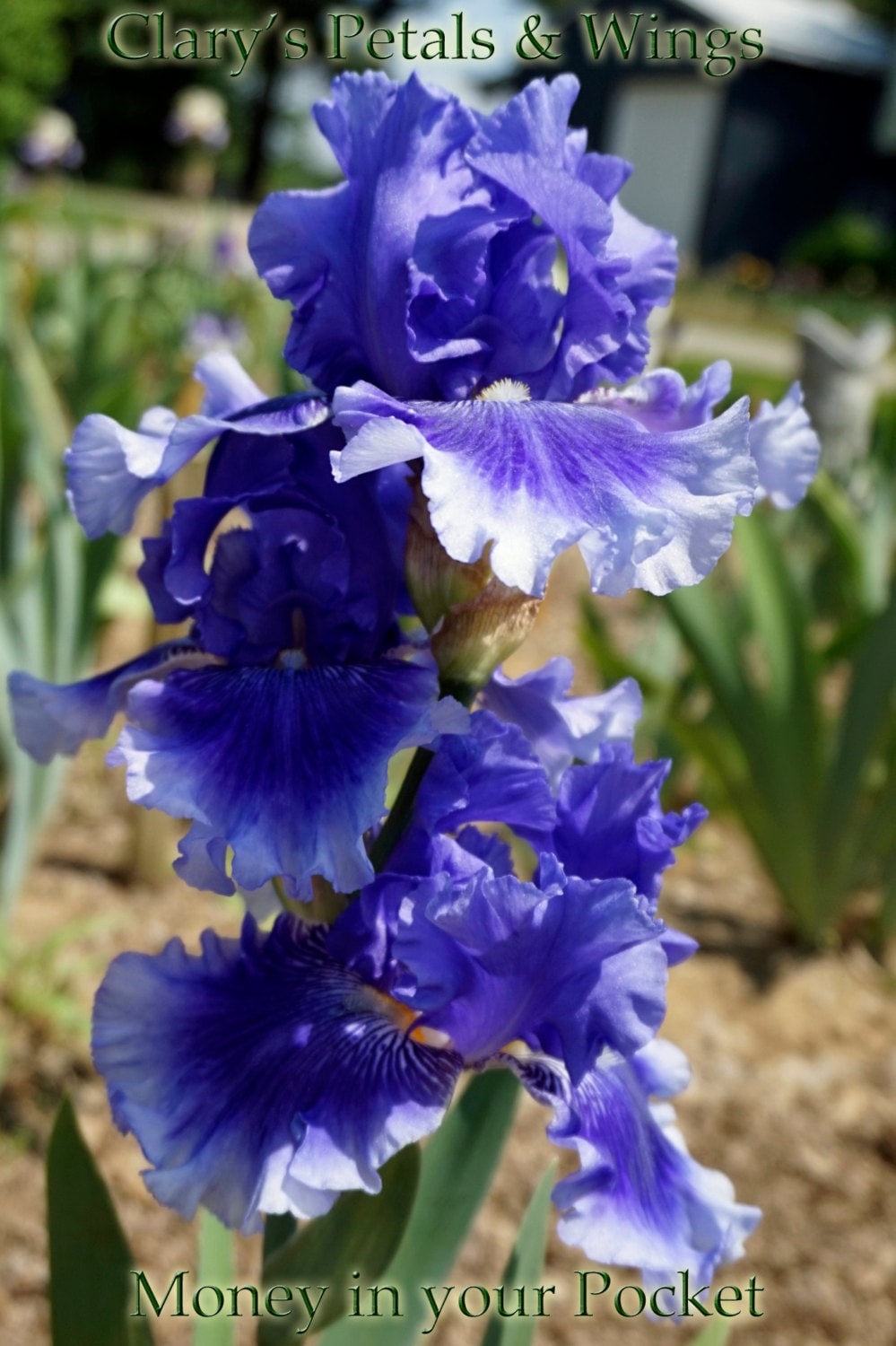 Money in Your Pocket - 2007 Tall Bearded Iris - Blue Award Winner