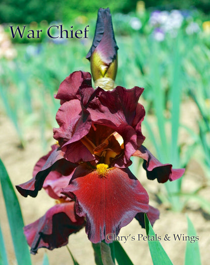 War Chief - Tall Bearded Iris - **Deep Red**